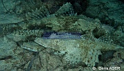 Cymbacephalus beauforti poisson crocodile-Moga Island Jetty Hoga-12m-20180529nuit-Denis-ADER-DSC_2002_tn